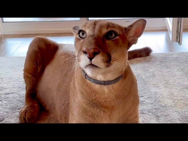 Puma thief forgot there was a camera in the room! Puma Messi stole a bag of meat from the table.