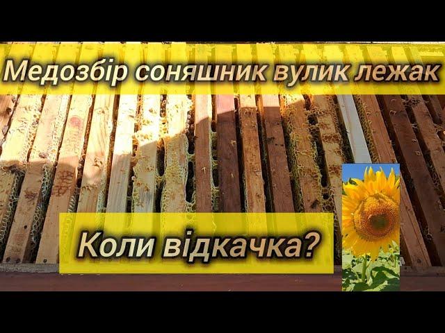 Кількість меду в лежаках, коли відкачувати, полоски від кліща