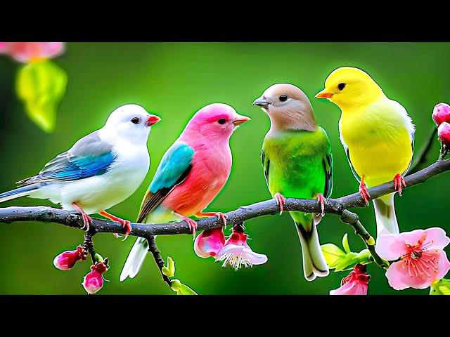 Bird Sounds 4K ~ Soft Birdsong for Healing Anxiety and Depression  Relax the Brain, Please the Soul