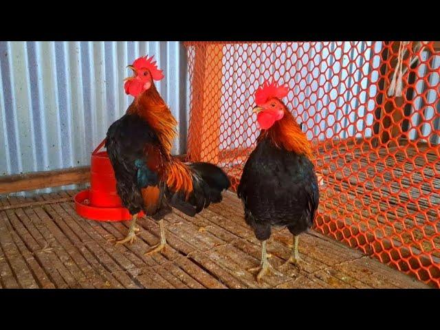 jungle fowl rooster crowing sound effect