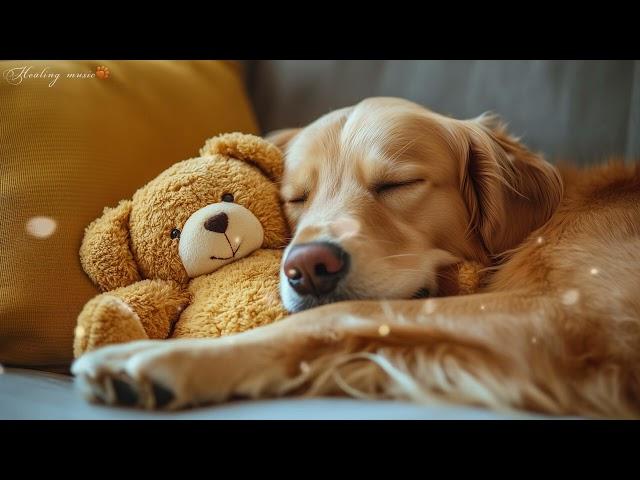 10 HOURS of Dog Calming MusicAnti Separation Anxiety Relief Music Music For DogsHealing Music