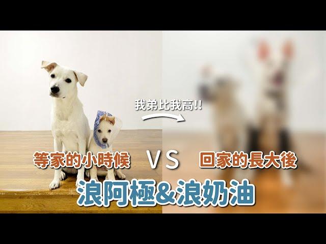 等家的小時候vs回家的長大後-阿極&奶油篇｜浪浪到家了