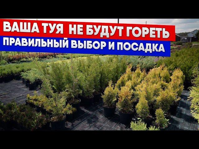 Ваша туя  не будут гореть - правильный выбор и посадка