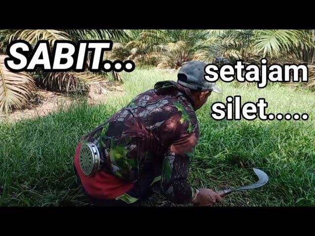 BABAT RUMPUT LIAR DENGAN SABIT SETAJAM SILET.