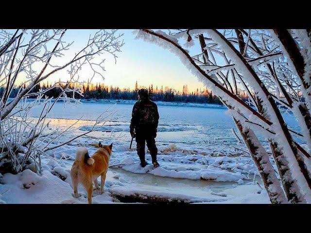 ПРОВАЛИЛСЯ.ЛОСЬ НЕ БОИТСЯ ВЫСТРЕЛА!ДРАКА РАЗБОЯ С КУНИЦАМИ!АВТОКЛАВ.