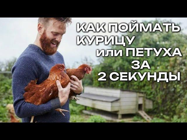 Как поймать любую курицу или петуха за 2 секунды