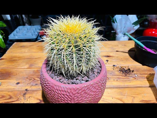 Altın Fıçı / Echinocactus Grusonii Yeni Saksısını Bakalım Beğenecek misiniz?