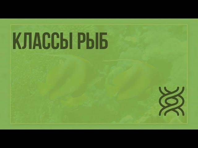 Классы рыб. Видеоурок по биологии 7 класс