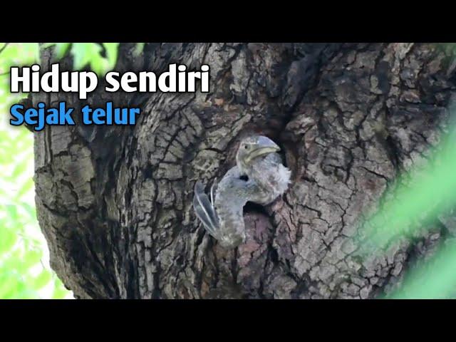 5 jenis burung ini memiliki keunikan yang berbeda pada saat berkembangbiak