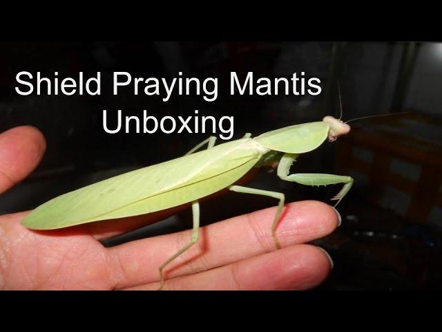 Painted shield mantis unboxing (Rombodera Extensicollis)