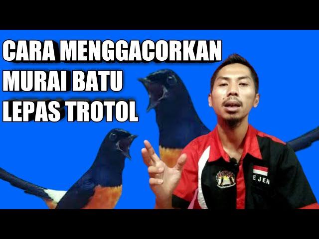 tips cara menggacorkan murai batu lepas trotol