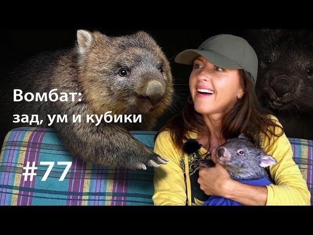 Вомбат: ум, зад и кубики // Всё как у зверей #77