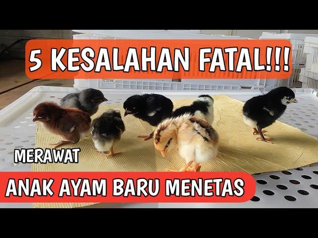 5 KESALAHAN FATAL DALAM MERAWAT ANAK AYAM BARU MENETAS