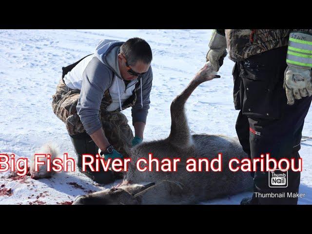 Hunting Porcupine Caribou herd & Big Fish River Fishhole char