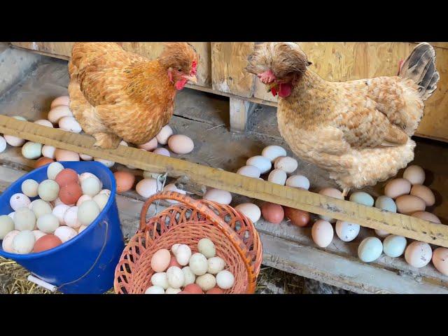 The simplest food for chickens. I collect eggs in buckets and baskets.