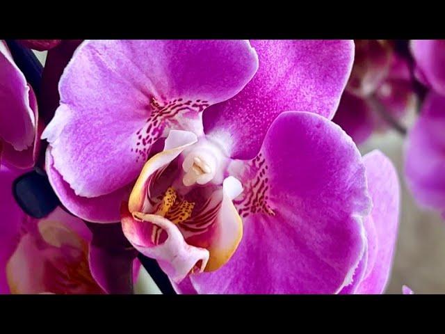 И опять и снова - редкие орхидеи... Потрясающей красоты бабочка Кадиллак!