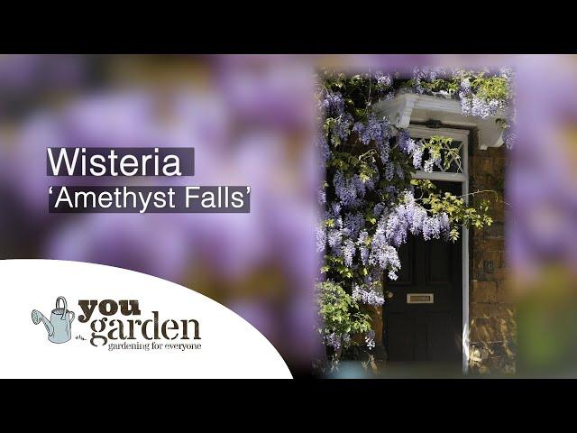 Amethyst Wisteria with Peter McDermott