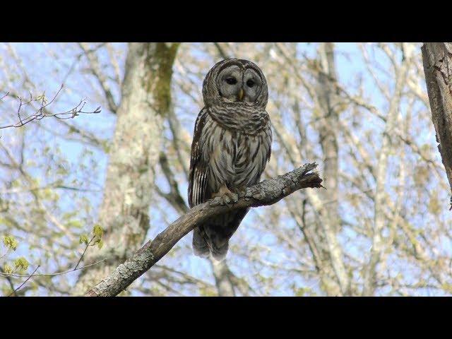 Barred Owl Hooting (HD)