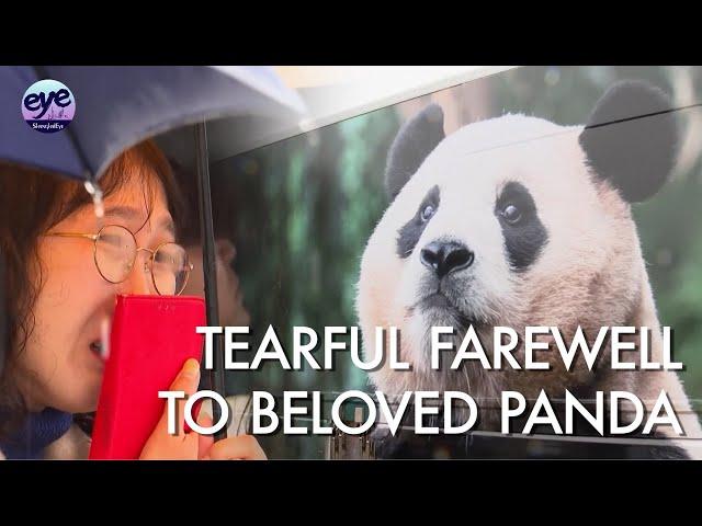 South Koreans hold farewell to panda Fu Bao before her departure to China