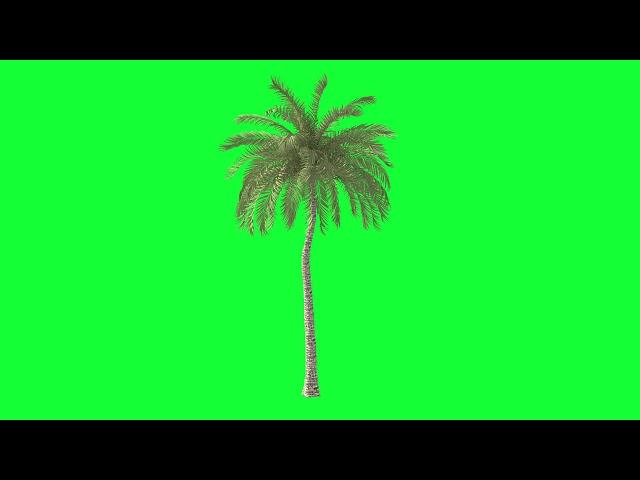 Animated Beach Palm Tree Green Screen HD