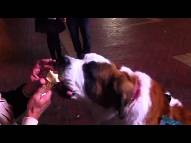 Dog eating ice cream