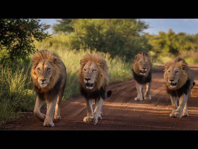 Is this the Most Impressive Lion Coalition in The Kruger National Park?