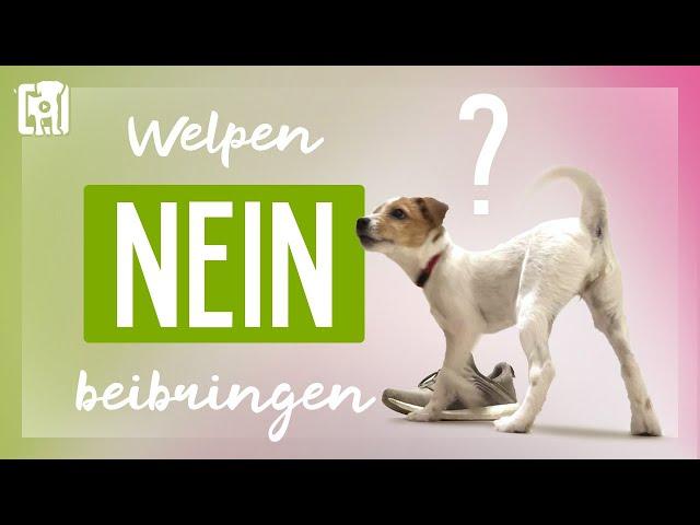 Sinnlos: Welpen NEIN beibringen. Was stattdessen funktioniert!