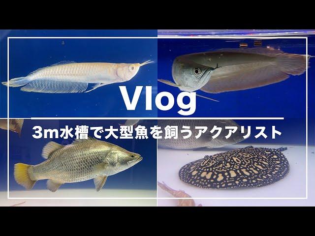 【Vlog】3m水槽2本で大型魚を飼うアクアリストの日常【Vol.2】