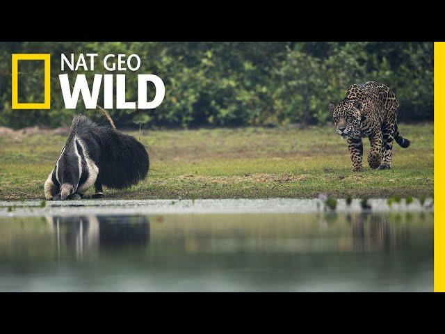 Jaguar and Giant Anteater Standoff Ends With a Twist | Nat Geo Wild