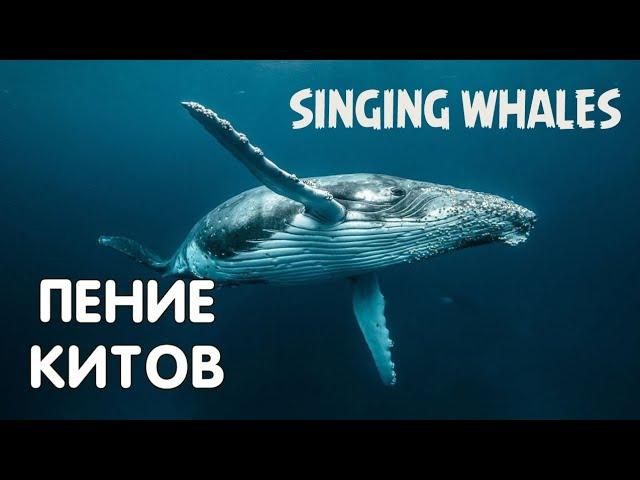 Звуки и пение китов Пение горбатых китов SINGING WHALES