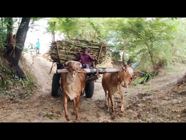 Bullock Cart Ride | Bullock Cart Race