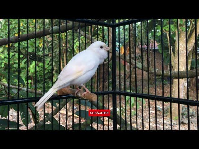 Most Beautiful Canary Birdsongs