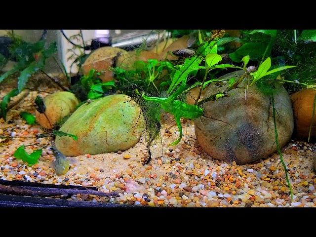 Australian Desert Goby (Chlamydogobius Eremius) pair