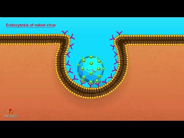 Entry of Virus into Host Cell - Microbiology Animations