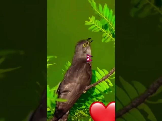 Nepali music bird #pets #funny #cat #fact2ch#animals #merosewa4k #birds #fish #football #viralvideo