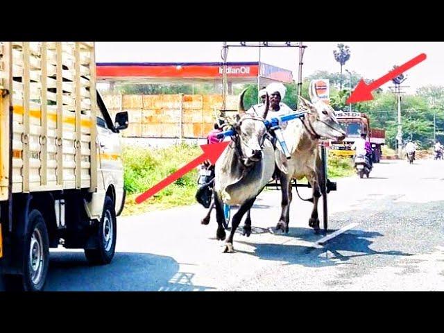 rekla race  kangeyam kalai  hallikar Bull | running Bulls