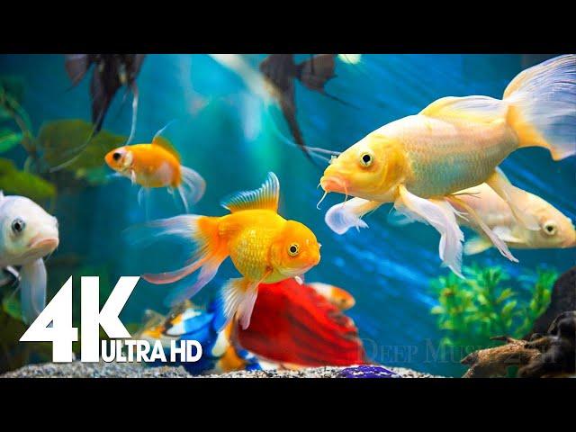 Aquarium 4K VIDEO (ULTRA HD)  Amazing Beautiful Coral Reef Fish - Relaxing Sleep Meditation Music