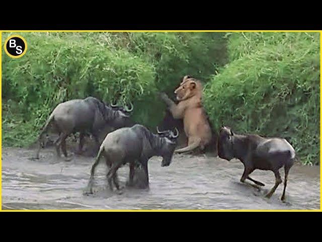 The Greatest Fights In The Animal Kingdom | Lion VS Wildebeest