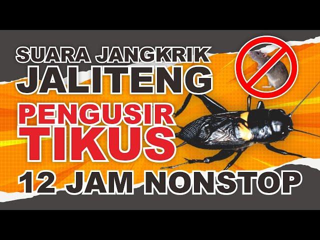 SUARA JANGKRIK TERBARU 2024 PENGUSIR TIKUS, DIJAMIN AMPUH DAN TIKUS PASTI KABUR 12 JAM NONSTOP