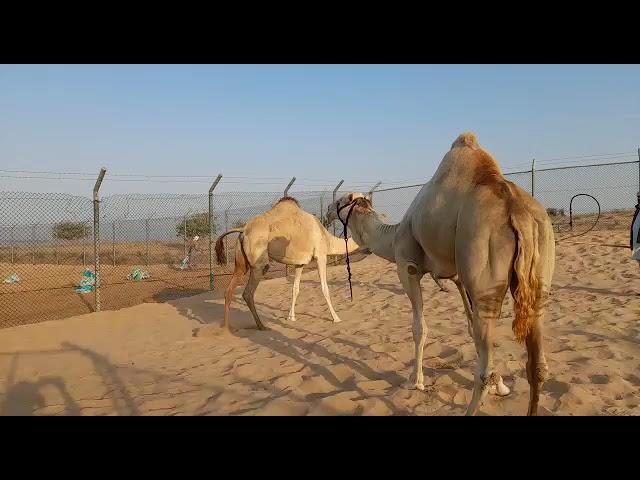 شبابى آصفهCamel Video Dubai | Camel Breeding Season | Camel Meeting Video | Camel Market