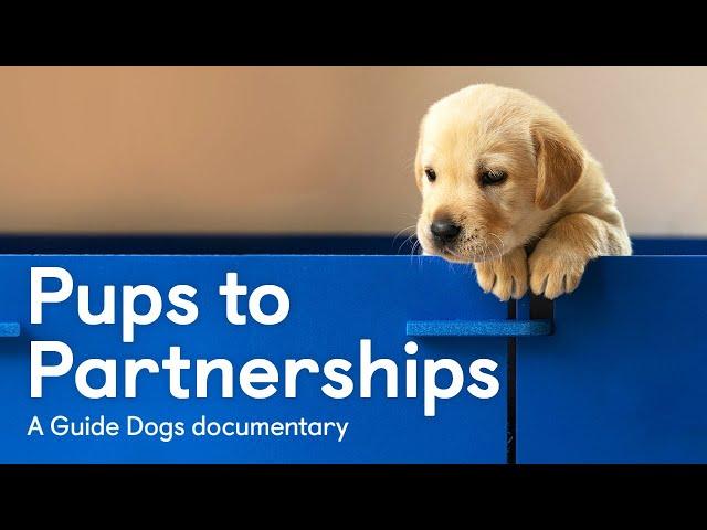 Pups to Partnerships - a Guide Dogs documentary