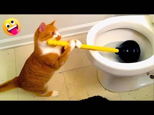 Найсмішніше в одному відео  Смішні коти  Funny animal video #72