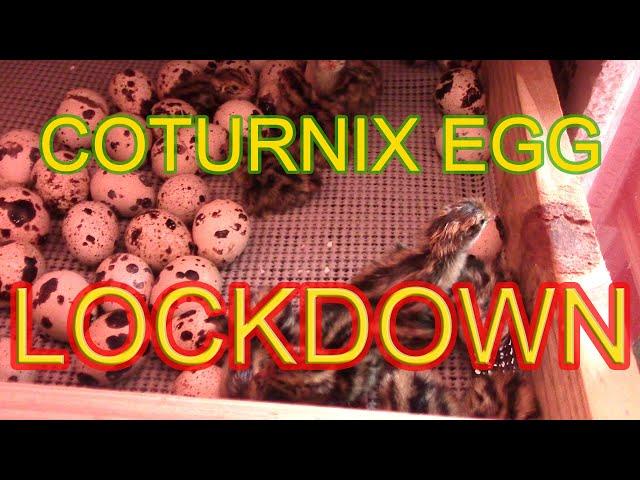 COTURNIX HATCHING EGG LOCKDOWN -  Why it's so important!