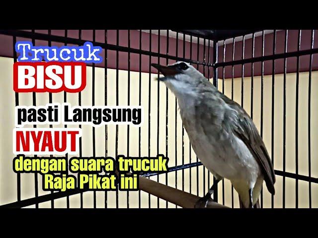 Suara pancingan trucukan agar ikut bunyi dan gacor