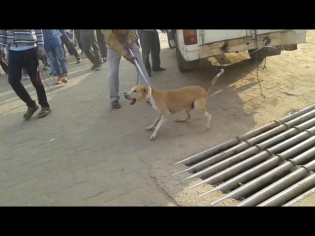 Dog Attack: Dog catching in Bhubaneswar After Dog attack on a Four Year Kids in Puri