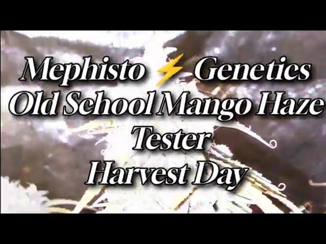 Mephisto Genetics Old School Mango Haze Tester Pre Harvest