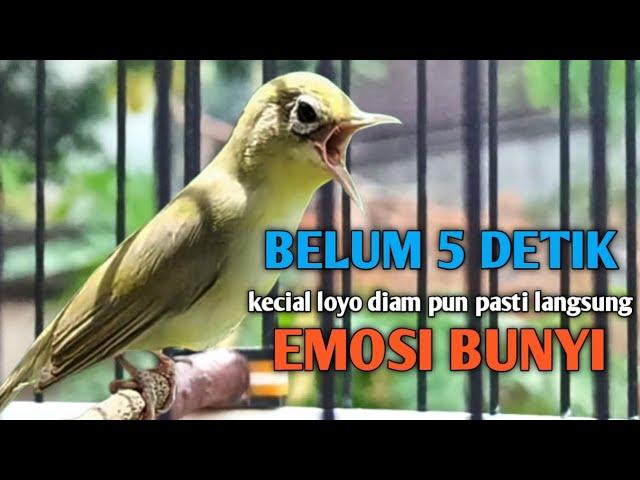 CIAK CIAK DOBLE JOSS KECIAL KUNING GACOR NGEJOS || ampuh mujarab bikin kecial diam nyaut ikut gacor