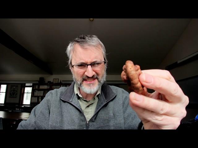 Ask the Naturalist: Goldenrod Gall Fly - what is it? Hosted by Scott