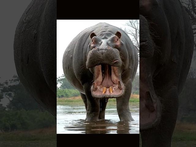 Hippopotamus yawning #hippo #shorts