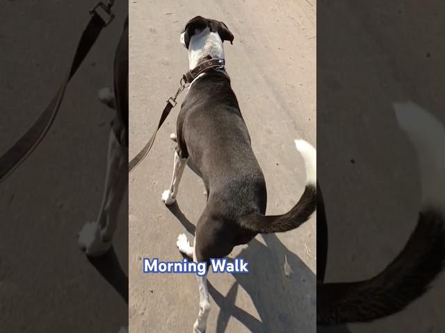 ️️ #pets #world #morning #walk #walk #and #talk #dog #video